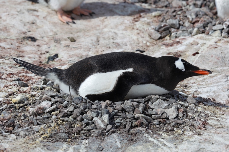 gentoo nest